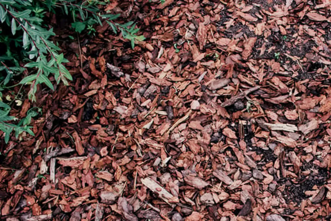 Close-up of fresh bark mulch spread around landscape plants
