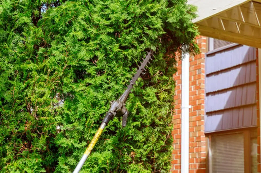 Pole hedge trimmer clearing overgrown evergreen branches away from a house