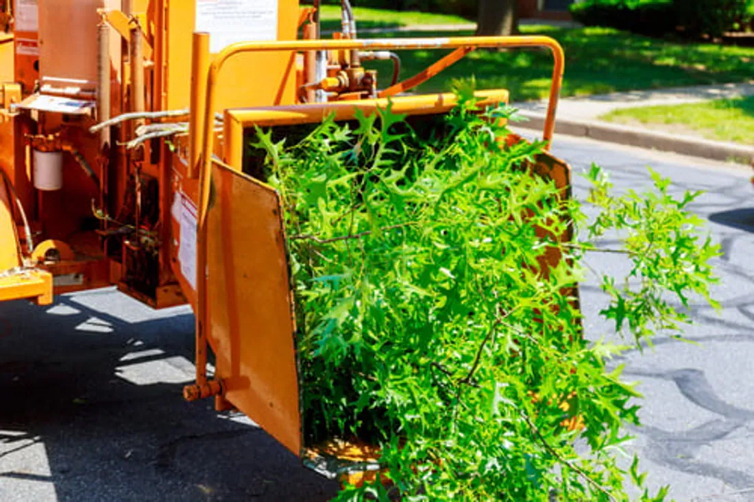 Branches being fed into a chipper during a professional tree removal job