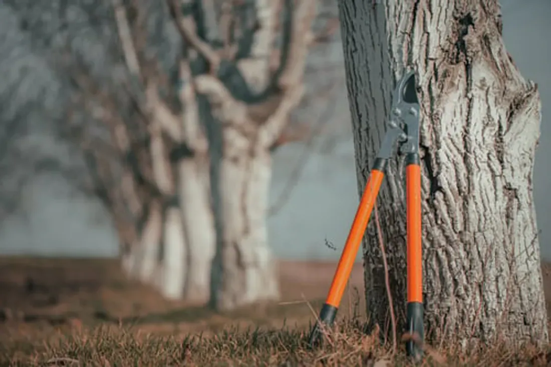Pruning loppers resting against a mature tree trunk before trimming