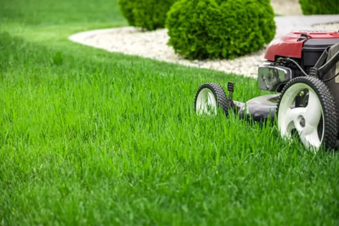 Lawn mower cutting a thick green Florida lawn beside trimmed shrubs