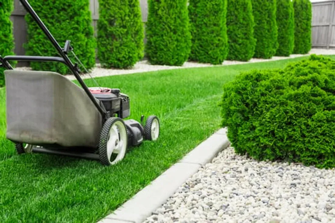 Mower on a manicured lawn beside shaped evergreen shrubs