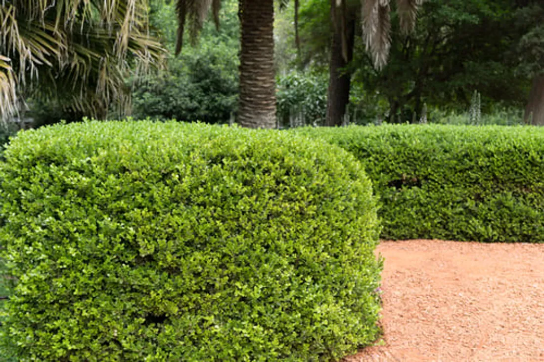 Neatly trimmed hedges and palm trees on a Florida property