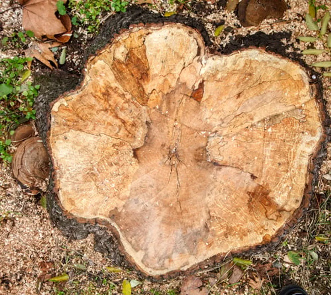 Freshly cut tree stump ready for grinding in a Florida yard