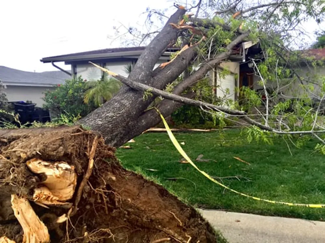 Large uprooted tree brought down beside a Florida home after a storm