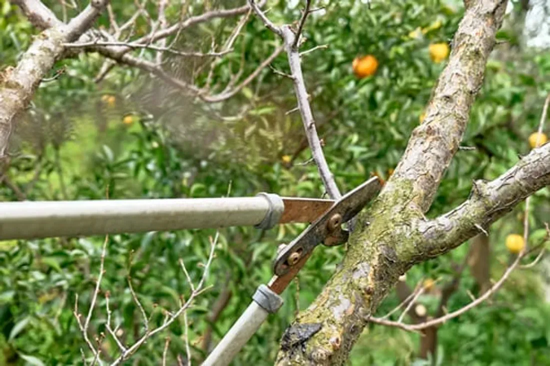 Pruning loppers making a clean cut on a tree branch in a Florida yard