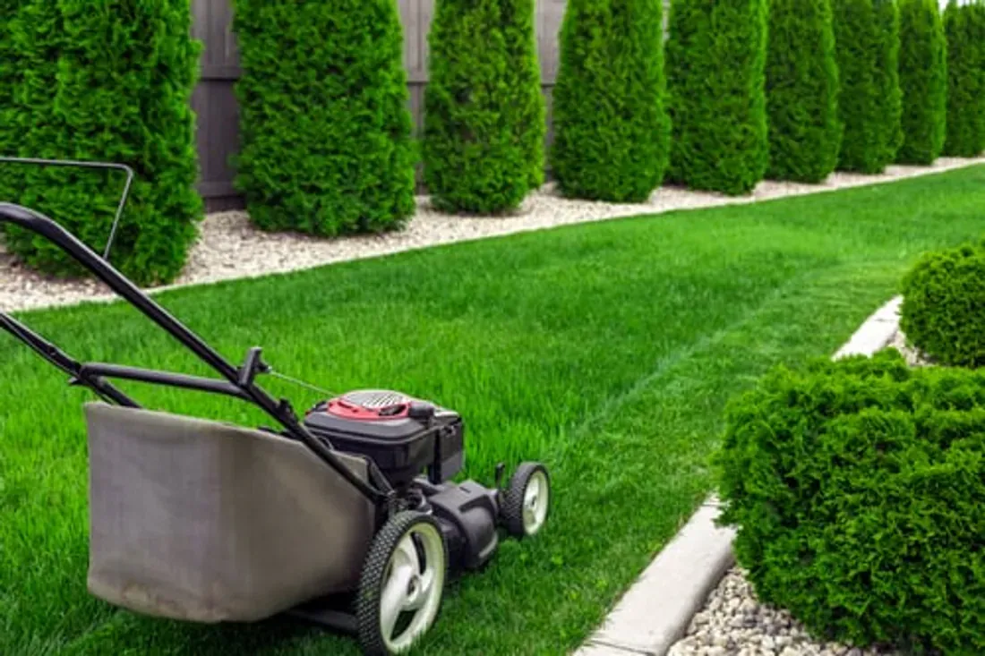 Freshly mowed Florida lawn bordered by trimmed evergreen hedges