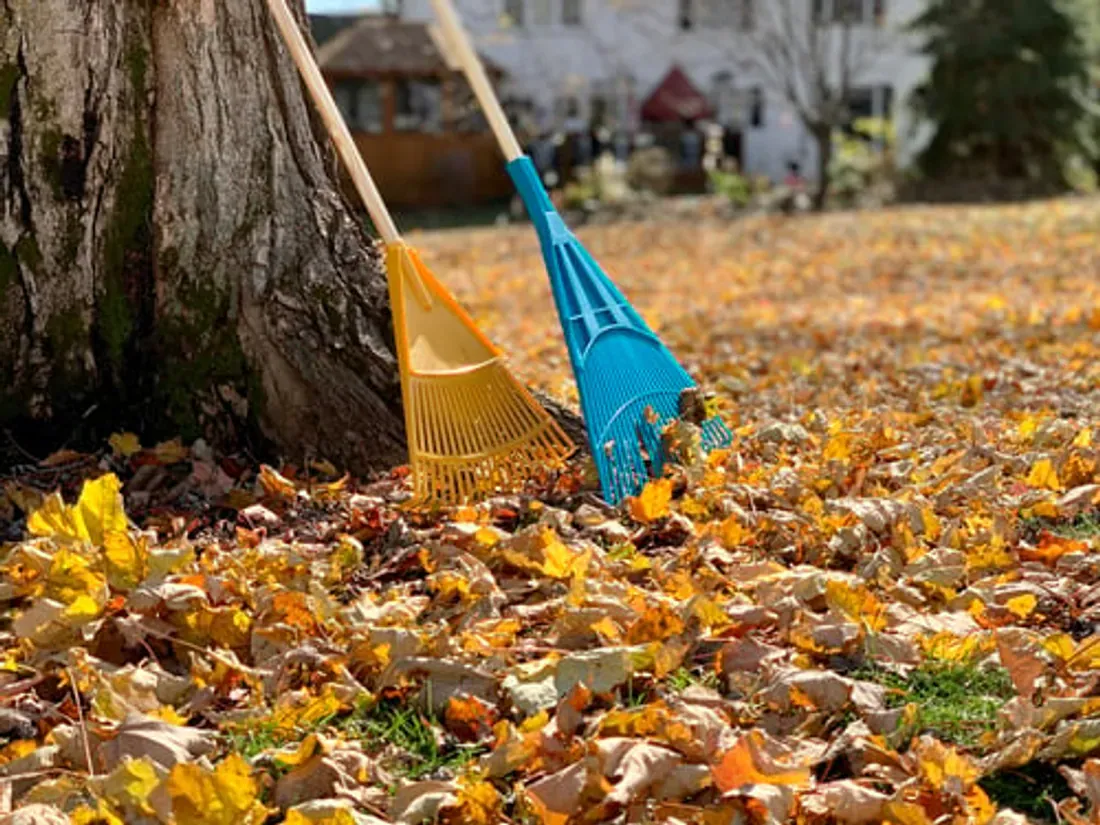 Rakes leaning against a tree beside a yard covered in fallen leaves